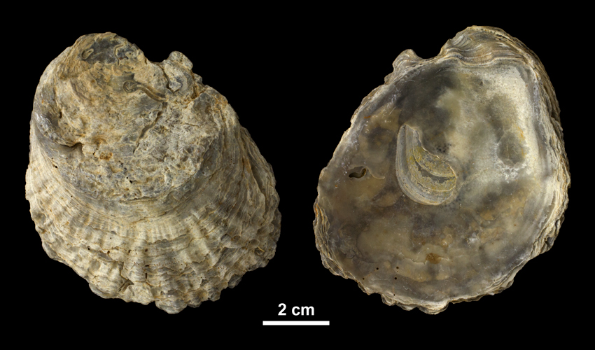 Left valve of <i>Ostrea carolinensis</i> from the Middle Miocene Choptank Fm. of Calvert County, Maryland (PRI 69992).