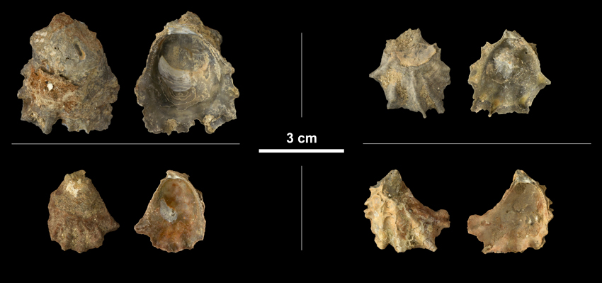 <i>Ostrea lawrencei</i> left valves from the Early Pleistocene James City Fm. of Beaufort County, North Carolina (PRI 69854).