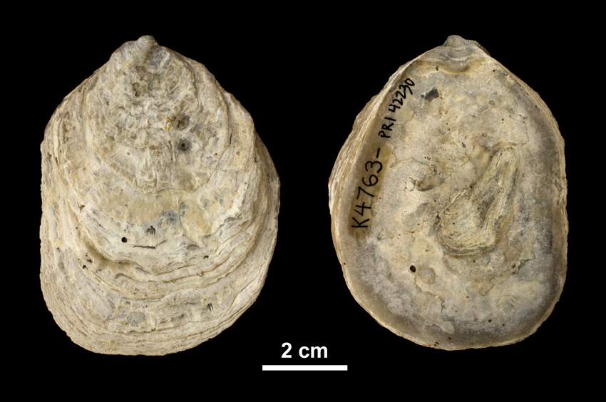 Right valve of <i> Ostrea subdigitalina </i> from the Plio-Pleistocene Caloosahatchee Fm. of Southern Florida (PRI 42230).