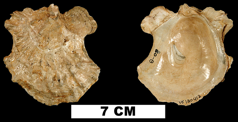 <i>Ostrea compressirostra</i> from the Late Pliocene Jackson Bluff Fm. of Leon County, Florida (UF 120412).