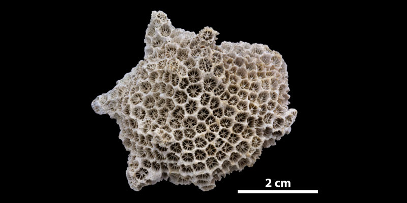 <i>Septastrea marylandica</i> from the upper Pliocene Tamiami Formation (Pinecrest Beds) of Sarasota County, Florida (PRI 70135).