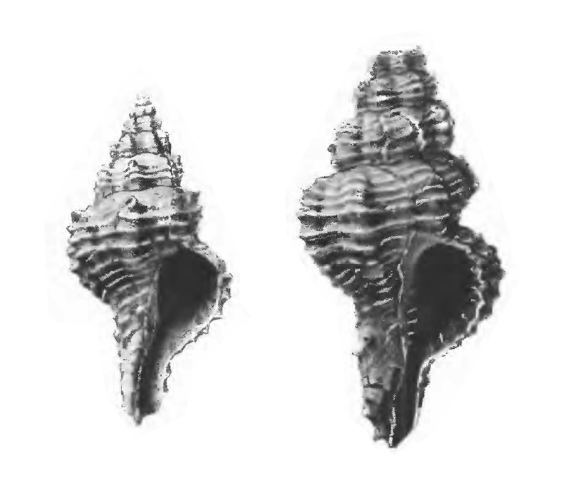 Specimen of <i>Calotrophon fusinoides</i> figured by Gardner (1947, pl. 52, fig. 39 and 42); 14 mm and 36.7 mm in length, respectively.