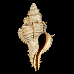 Calotrophon fusinoides