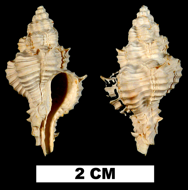 <i>Calotrophon fusinoides</i> from the Early Miocene Chipola Formation of Calhoun County, Florida (UF 43273).