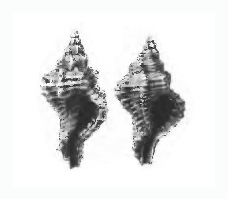 Specimen of <i>Panamurex laccopoia</i> figured by Gardner (1947, pl. 52, fig. 40 and 41); 9.8 mm and 18 mm in length, respectively.