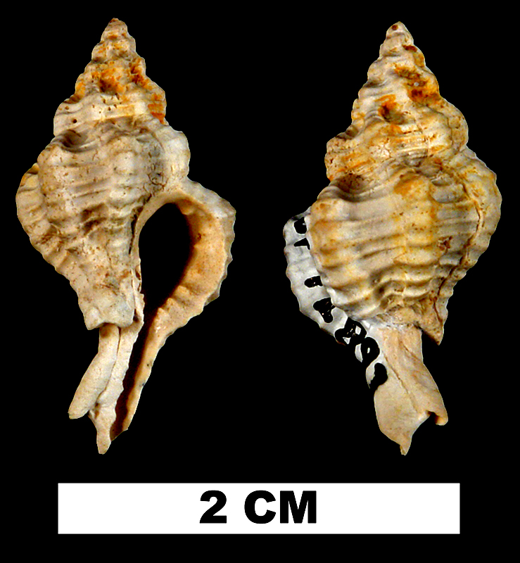 <i>Calotrophon laccopoia</i> from the Early Miocene Chipola Fm. of Calhoun County, Florida (UF 72897).