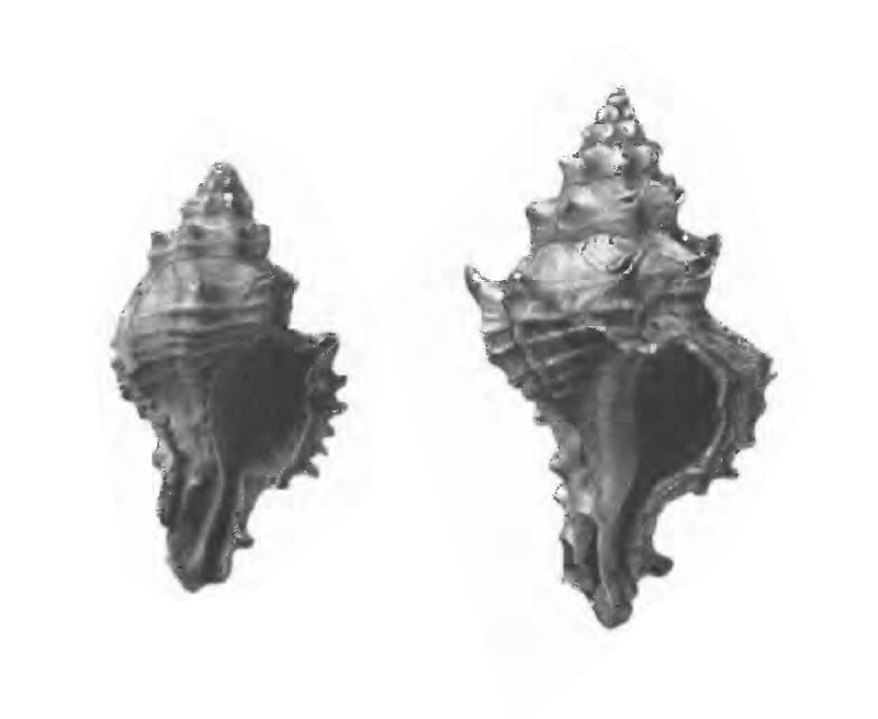 Specimen of <i>Panamurex lychnia</i> figured by Gardner (1947, pl. 53, fig. 12 and 13); 25.5 mm and 16.9 mm in length, respectively.