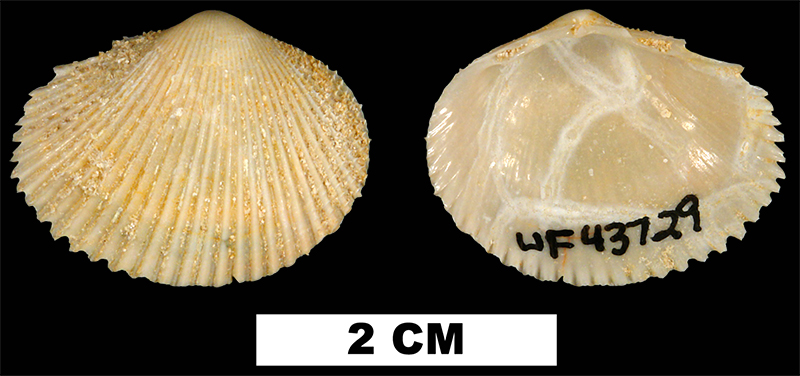 <i>Papyridea bulbosa</i> from the Early Miocene Chipola Fm. of Calhoun County, Florida (UF 43729).