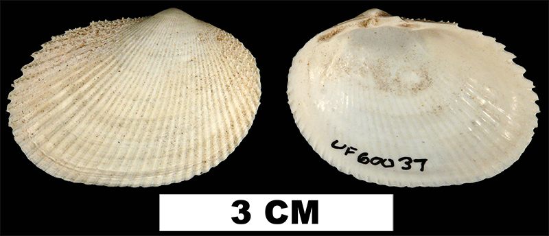 <i>Papyridea semisulcata</i> from the Early Pleistocene Caloosahatchee Fm. of Hendry County, Florida (UF 60037).