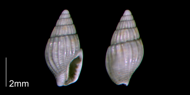 <i>Parvanachis obesa</i> (PRI 70440-2).