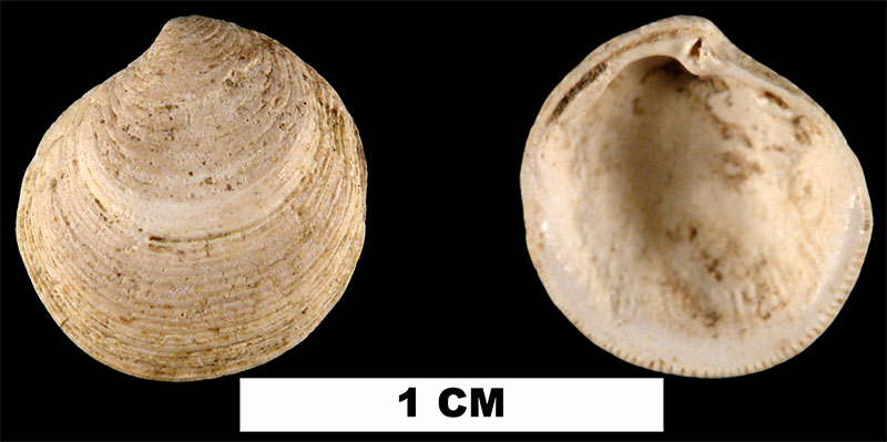 <i>Parvilucina crenella</i> from the Late Pliocene Raysor Fm. of Darlington County, South Carolina (UF 192500).