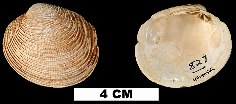<i>Periglypta caesarina</i> from the Early Miocene Chipola Fm. of Calhoun County, Florida (UF 190502).