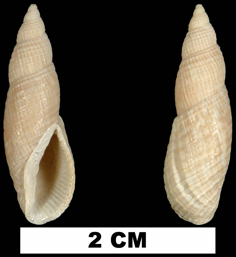 <i>Perplicaria perplexa</i> from either the Early Pleistocene Caloosahatchee Fm. or Middle Pleistocene Bermont Fm. of Palm Beach County, Florida (UF 252316).
