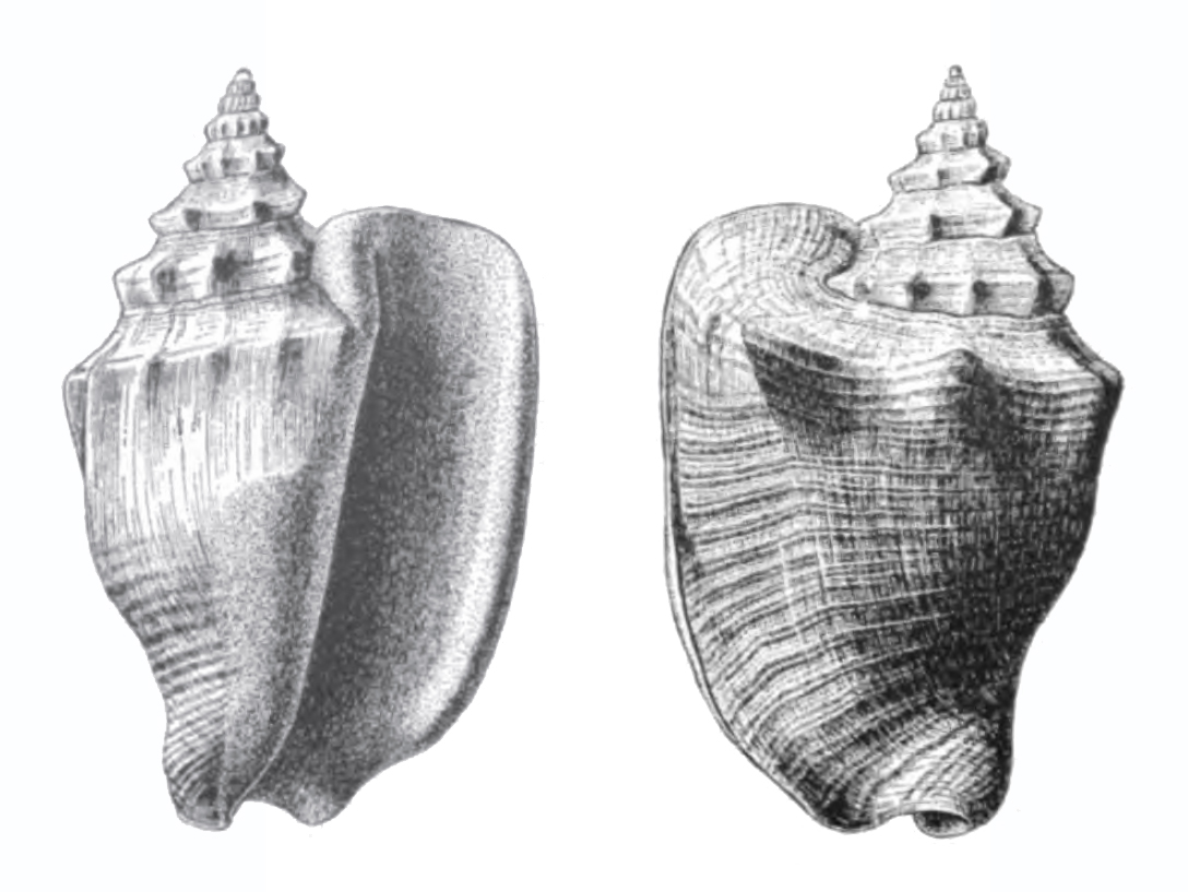 Specimen of <i>Persististrombus aldrichi</i> figured by Dall (1890, pl. 12, fig. 1 and 4); 62.0 mm in length.