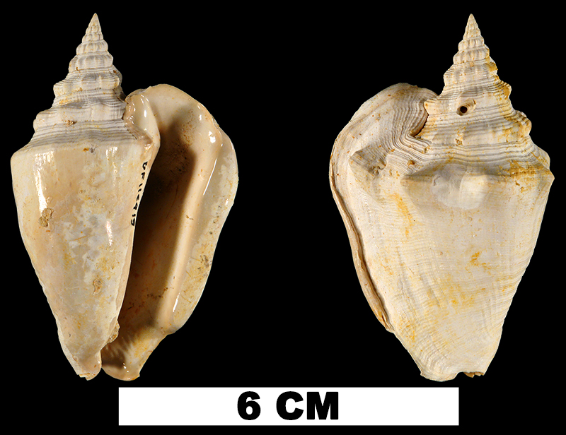 <i>Persististrombus aldrichi</i> from the Early Miocene Chipola Fm. of Calhoun County, Florida (UF 116919).