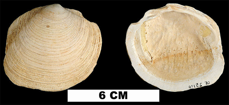 <i>Phacoides pectinatus</i> from the Early Pleistocene Caloosahatchee Fm. of Hendry County, Florida (UF 25110).