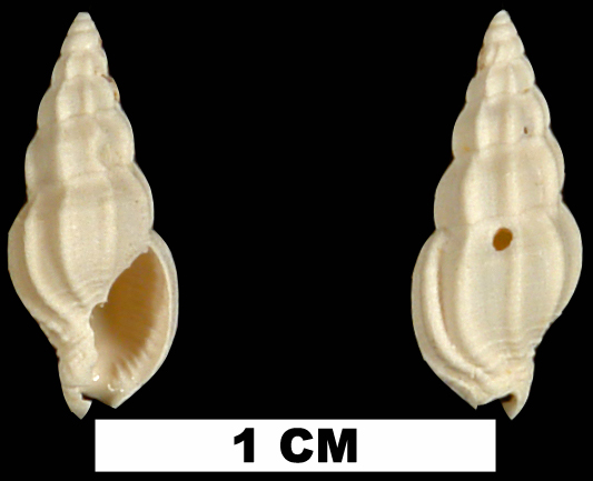 <i>Phos glyptus</i> from the Early Miocene Chipola Fm. of Calhoun County, Florida (UF 97312).
