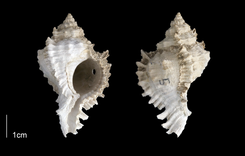 <i>Phyllonotus globosus</i> from the Late Pliocene Tamiami Fm. (Pinecrest Beds) of Sarasota County, Florida (PRI 70138).