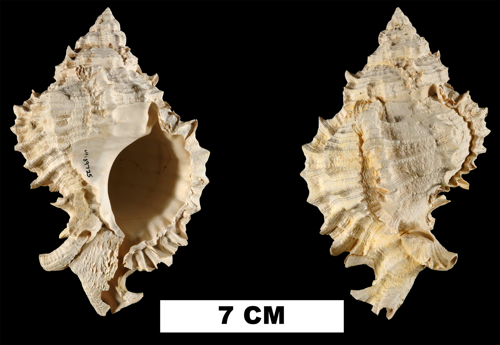 <i>Phyllonotus pomum</i> from the Middle Pleistocene Bermont Fm. of Palm Beach County, Florida (UF 122922).