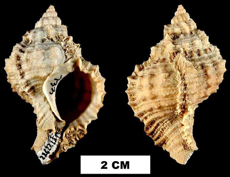 <i>Phyllonotus globosus</i> from the Plio-Pleistocene (formation unknown) of De Soto County, Florida (UF 139725).