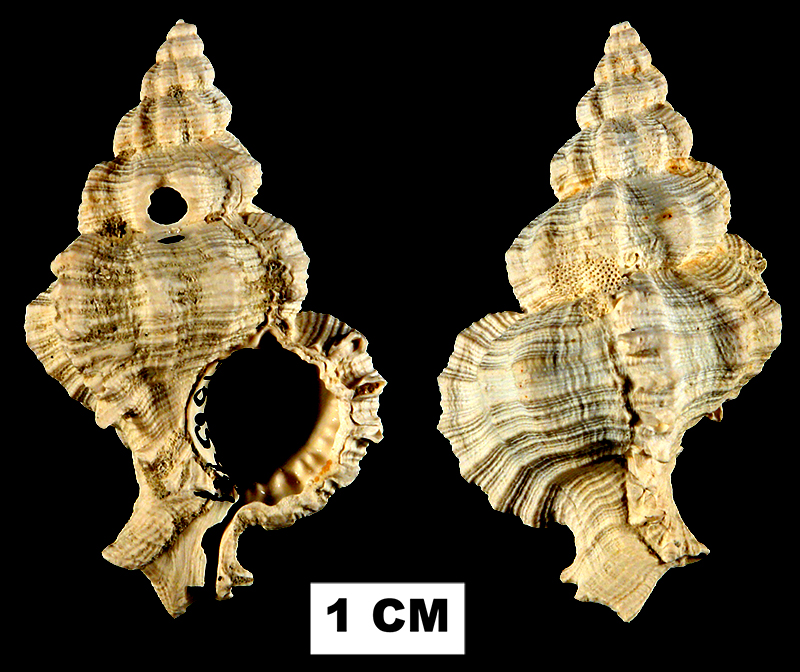 <i>Phyllonotus riparius</i> from the Late Pliocene Tamiami Fm. (Pinecrest Beds) of Sarasota County, Florida (UF 138344).