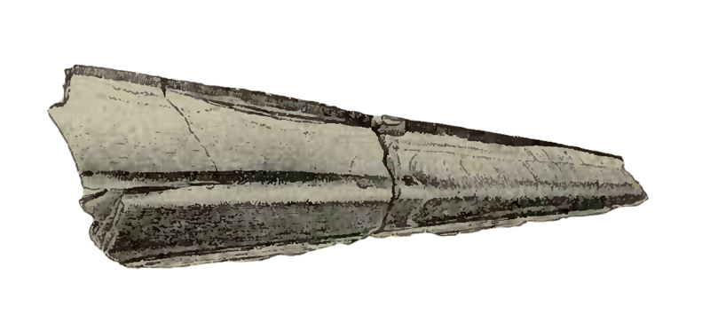 Specimen of <i>Pinna caloosaensis</i> figured by Dall (1898, pl. 26, fig. 4); 120 mm in length.