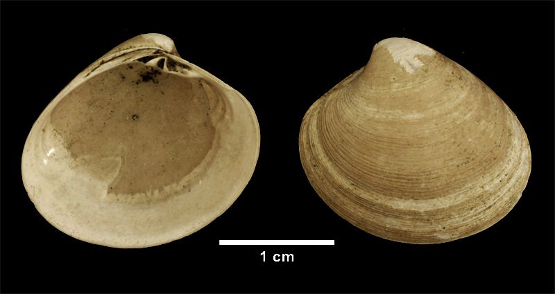 <i>Pitar morrhuanus</i> from the Late Pliocene Yorktown Fm. of Isle of Wight County, Virginia (SDSM 112638).
