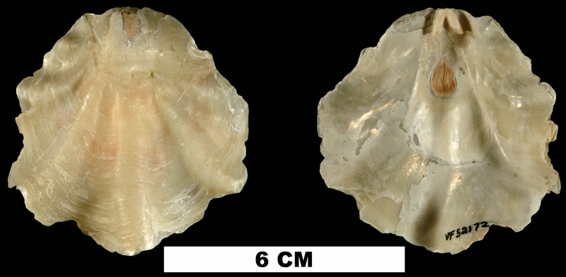 <i>Placunanomia plicata</i> from the Plio-Pleistocene (formation unknown) of Sarasota County, Florida (UF 52172).