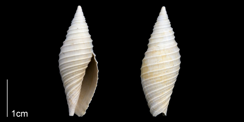 Likely a juvenile <i>Pleioptygma lineolata</i>; specimen is from the Late Pliocene Tamiami Fm. (Pinecrest Beds) of Sarasota County, Florida (PRI 70302).
