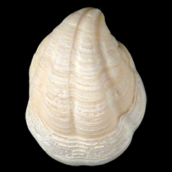 Pleurolucina amabilis