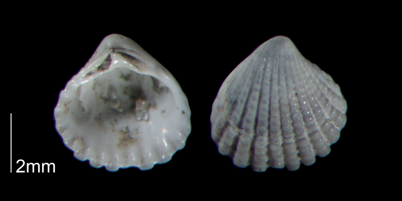 <i>Pleuromeris decemcostata</i> from the Early Pleistocene Waccamaw Fm. of Brunswick County, North Carolina (PRI 70445-1).