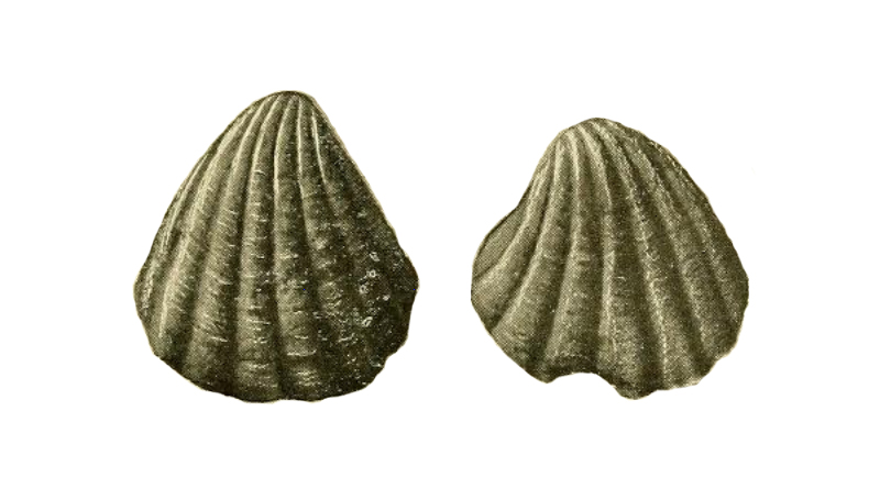 Specimen of <i>Pleuromeris scituloides</i> figured by Olsson (1914, pl. 1, fig. 3 and 4).