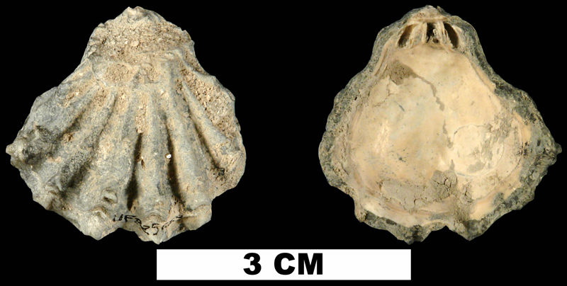 <i>Plicatula marginata</i> from the Late Pliocene Tamiami Fm. (Pinecrest Beds) of Sarasota County, Florida (UF 225259).