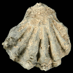 Plicatula marginata