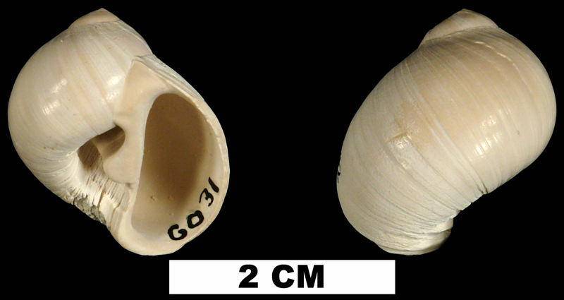 <i>Polinices carolinianus</i> from the Late Pliocene Tamiami Fm. (Pinecrest Beds) of Collier County, Florida  (UF 241442).
