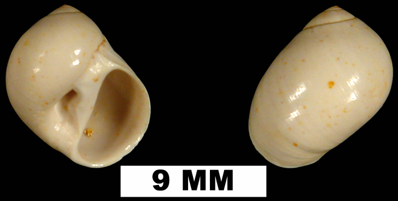 <i>Polinices demicryptus</i> from the Early Miocene Chipola Fm. of Calhoun County, Florida (UF 120521).
