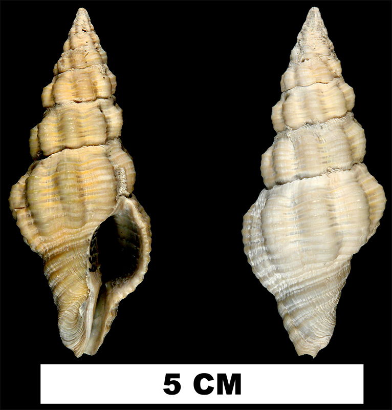 <i>Polygona angulata</i> from the Early Pleistocene Caloosahatchee Fm. or Middle Pleistocene Bermont Fm. of Palm Beach County, Florida (UF 155559).
