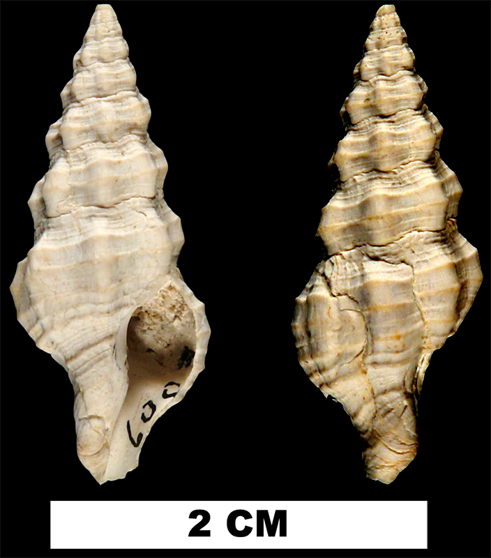 <i>Polygona hypsipettus</i> from the Early Pleistocene Caloosahatchee Fm. of Hendry County, Florida (UF 15670).