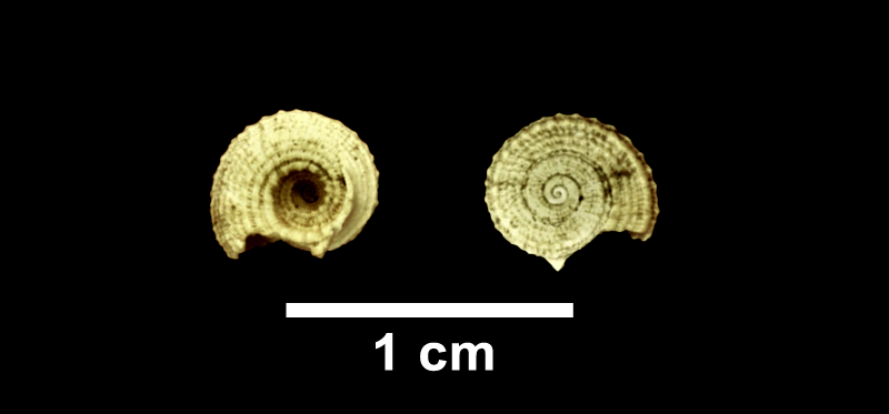 <i>Pseudotorinia nupera</i> from the Late Pliocene Yorktown Fm. of Isle of Wight County, Virginia (SDSM 112655).