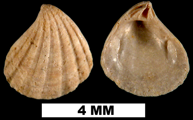 <i>Pteromeris perplana</i> from the Plio-Pleistocene (formation unknown) of Sarasota County, Florida (UF 49642).