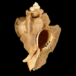 Pterorytis fluviana