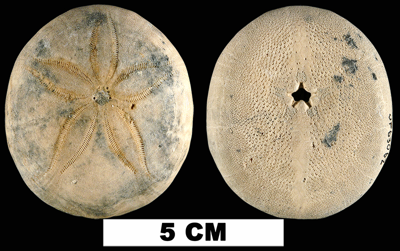 <i>Rhyncholampas ayresi</i> from the either the Early Pleistocene Caloosahatchee Fm. or the Middle Pleistocene Bermont Fm., Palm Beach County, Florida (UF 63062).