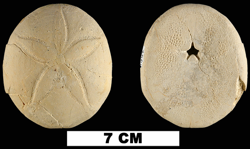 <i>Rhyncholampas evergladensis</i> from the Late Pliocene Tamiami Fm. of Charlotte County, Florida (UF 13752).