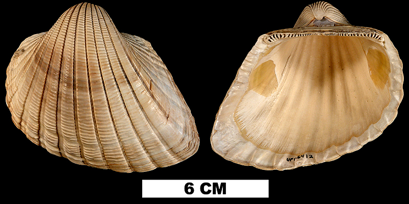 <i>Anadara scalarina</i> from the Early Pleistocene Caloosahatchee Fm. of Okeechobee County, Florida (UF 116412).