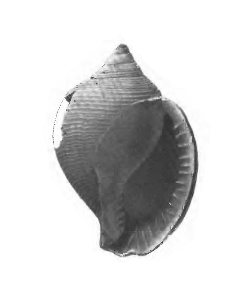 Specimen of <i>Sconsia paralaevigata</i> figured by Gardner (1947, pl. 54, fig. 11); 36 mm in length.