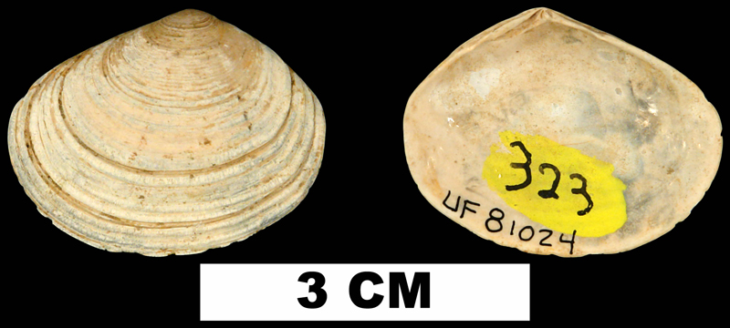 <i>Semele alumensis</i> from the Late Pliocene Jackson Bluff Fm. of Leon County, Florida (UF 81024).