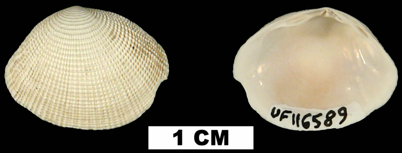 <i>Semele bellastriata</i> from the Early Pleistocene Caloosahatchee Fm. of Okeechobee County, Florida (UF 116589).