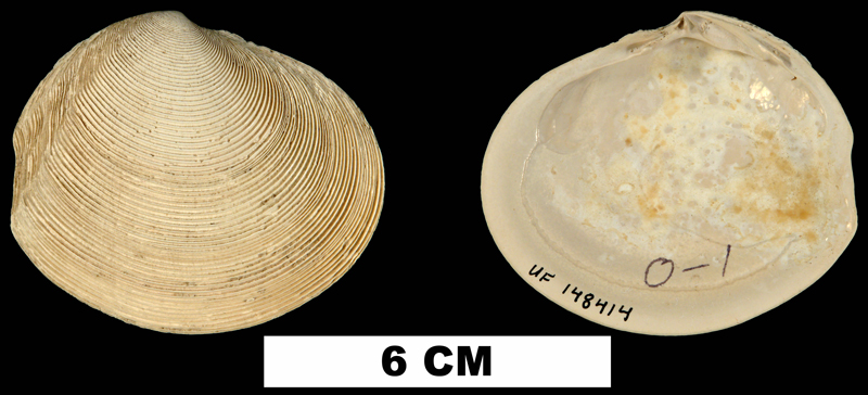 <i>Semele leana</i> from the Plio-Pleistocene (formation unknown) of Hendry County, Florida (UF 148414).