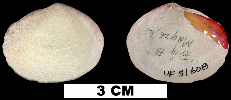 <i>Semele purpurascens</i> from the Middle Pleistocene Bermont Fm. of Palm Beach County, Florida (UF 51608).