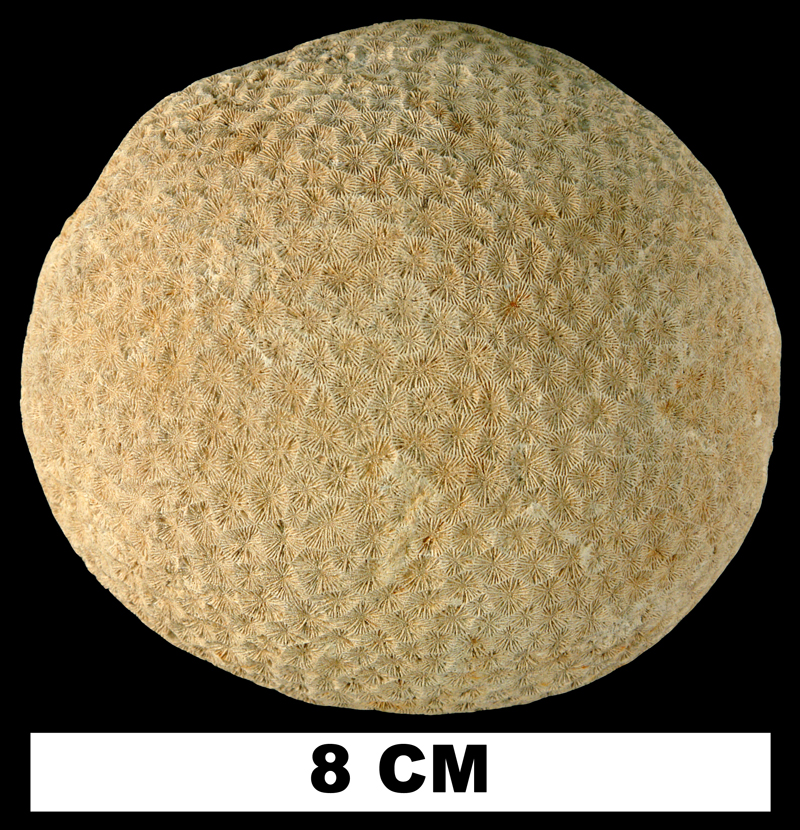 <i>Siderastrea pliocenica</i> from the Early Pleistocene Caloosahatchee Fm. of Glades County, Florida (UF 12283).